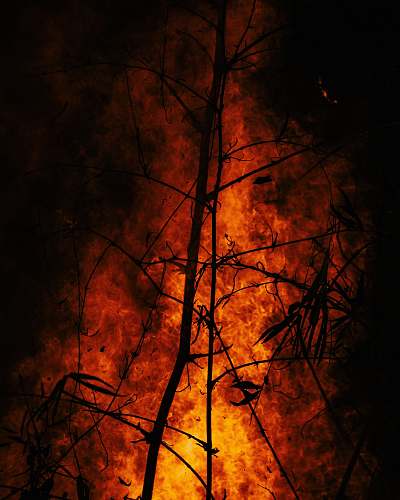 forest fire burning wood burning